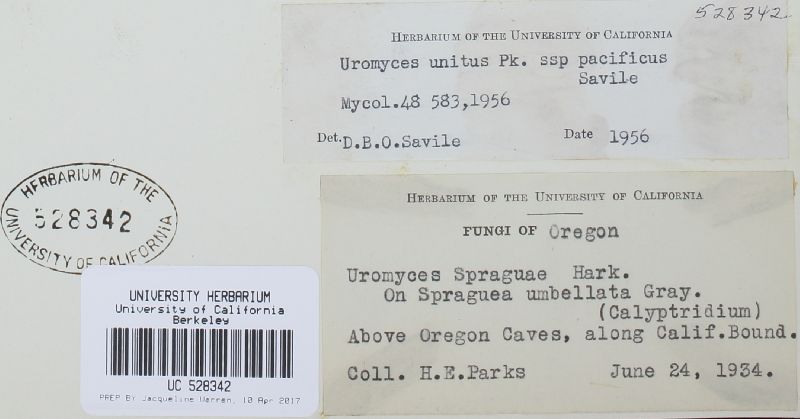 Uromyces unitus image