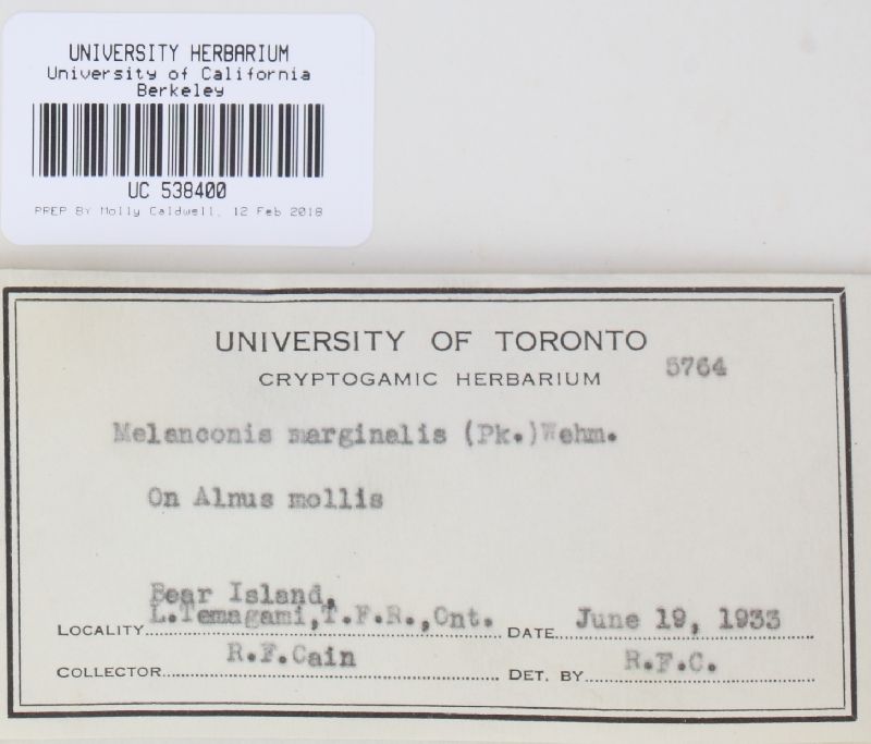 Melanconis marginalis image