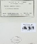 Puccinia sessilis image