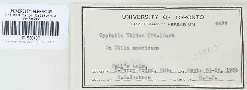 Lachnella tiliae image