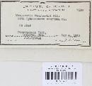 Melanconis everhartii image