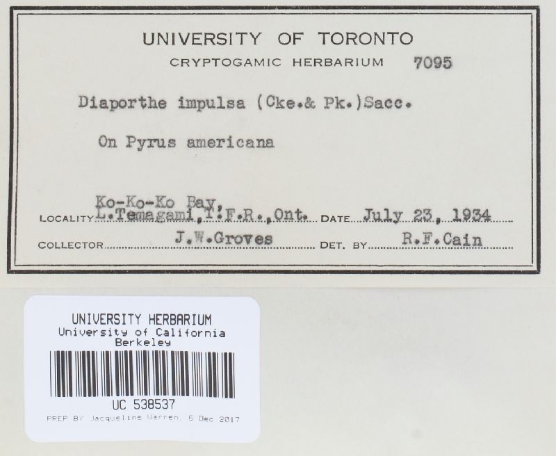 Diaporthe impulsa image