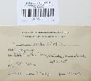 Marasmius oreades image