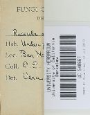 Russula albida image