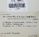 Diatrype albopruinosa image