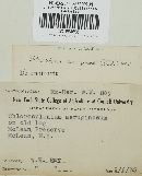 Chlorociboria aeruginosa image