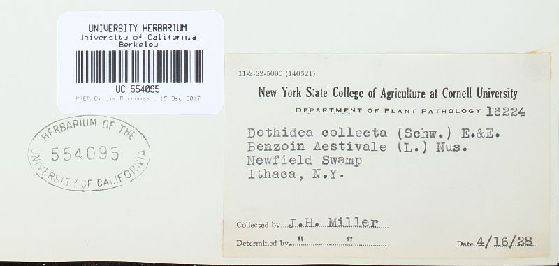 Dothidea collecta image