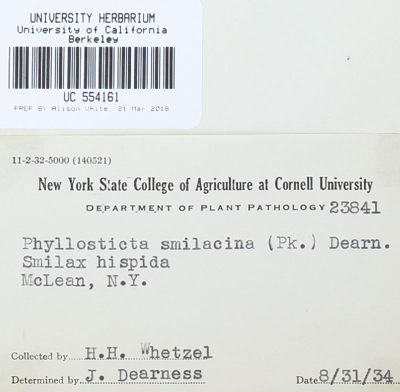 Fusicoccum smilacinum image
