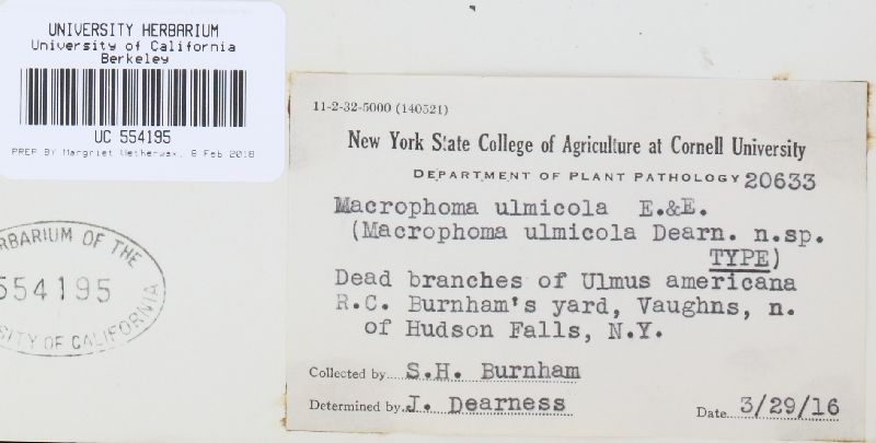 Macrophoma ulmicola image