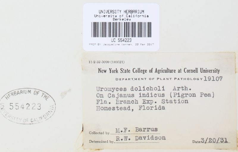 Uromyces dolicholi image