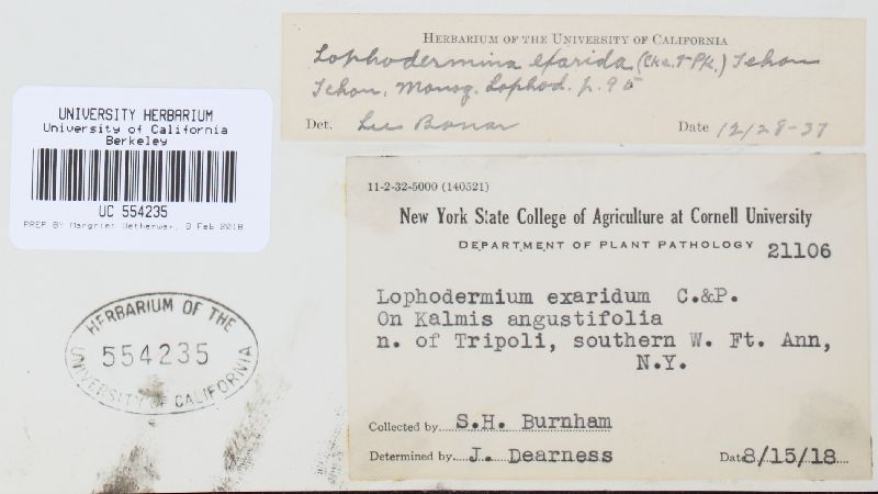 Lophodermium exaridum image