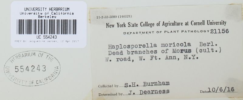 Aplosporella moricola image