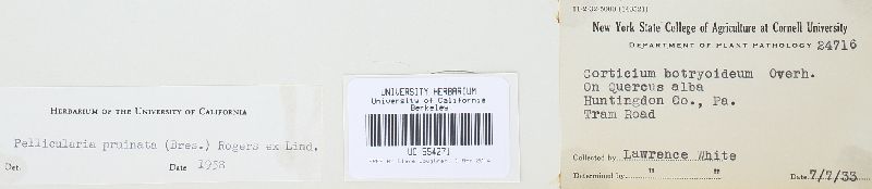 Botryobasidium pruinatum image