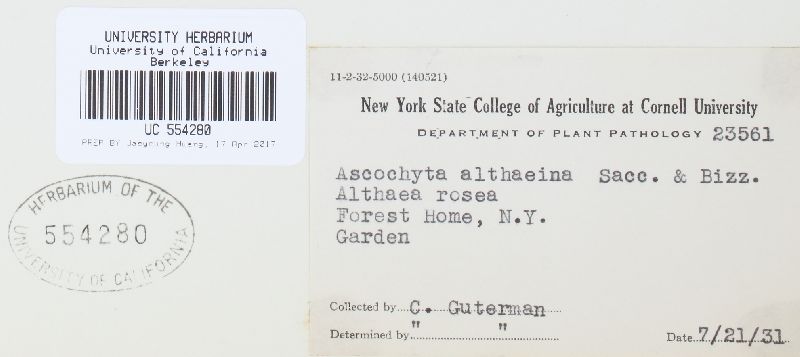 Ascochyta althaeina image