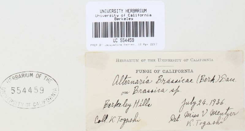 Alternaria brassicae image