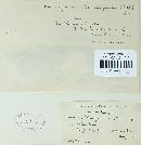 Coleosporium asterum image