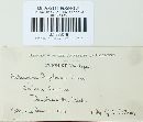 Melampsora paradoxa image