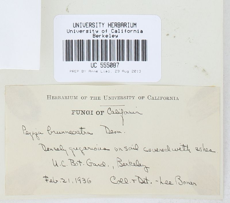 Peziza brunneoatra image