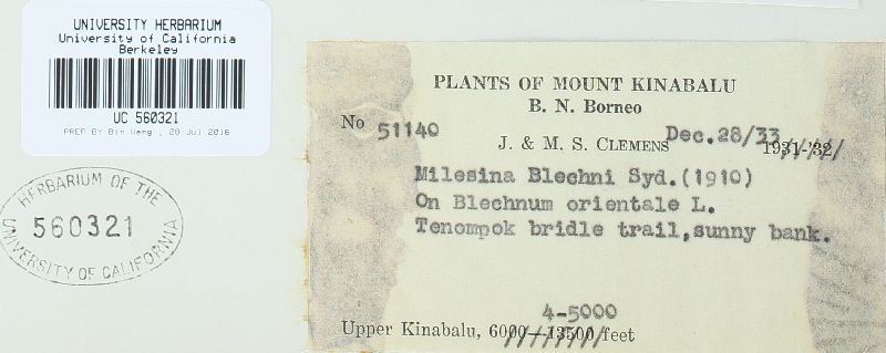 Milesia blechni image