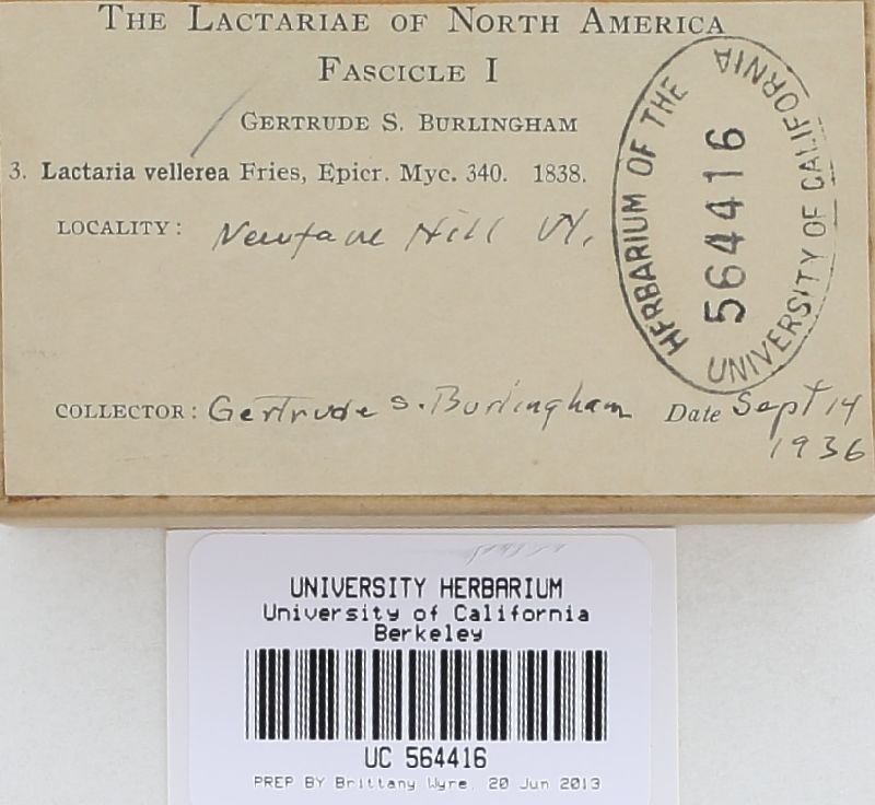 Lactarius vellereus var. vellereus image