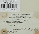 Claviceps paspali image