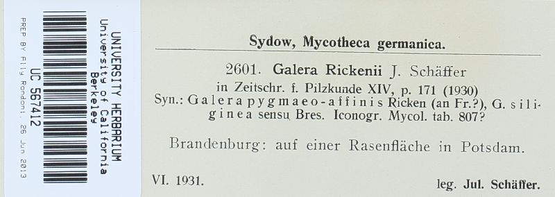 Conocybe rickenii image