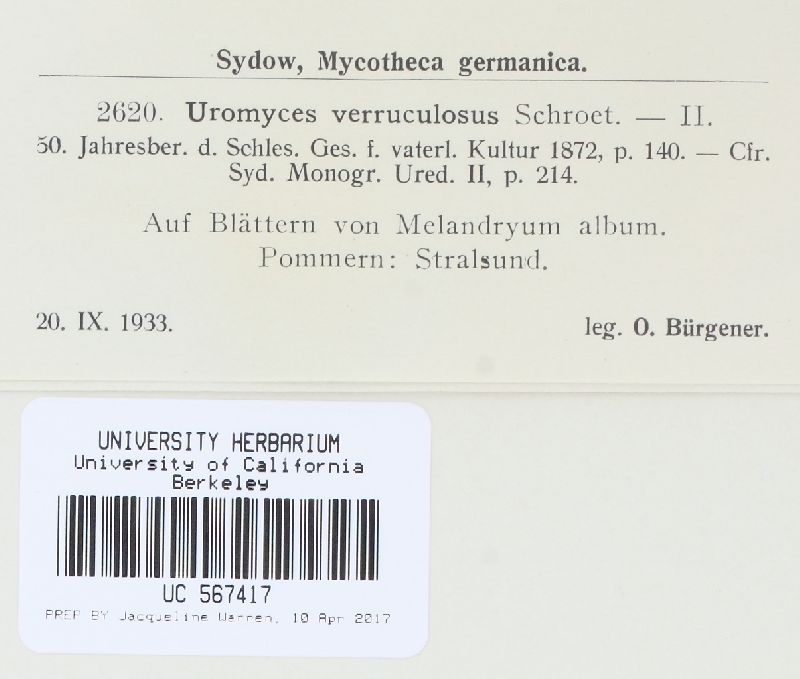 Uromyces verruculosus image