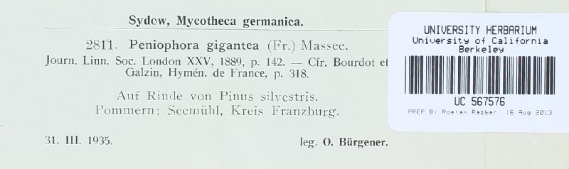 Phlebiopsis gigantea image