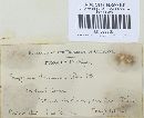 Polyporus brumalis image