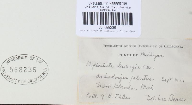 Phyllosticta ludwigiae image