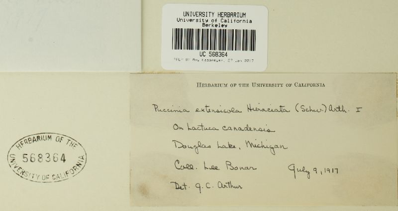 Puccinia extensicola var. hieraciata image