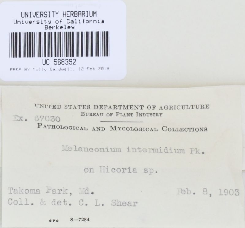 Melanconium intermedium image