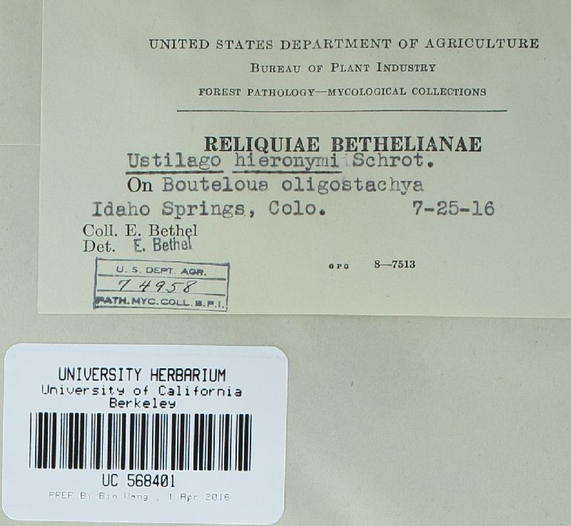 Ustilago buchloes image