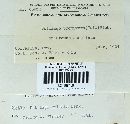 Ustilago bullata image