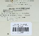 Puccinia calcitrapae image