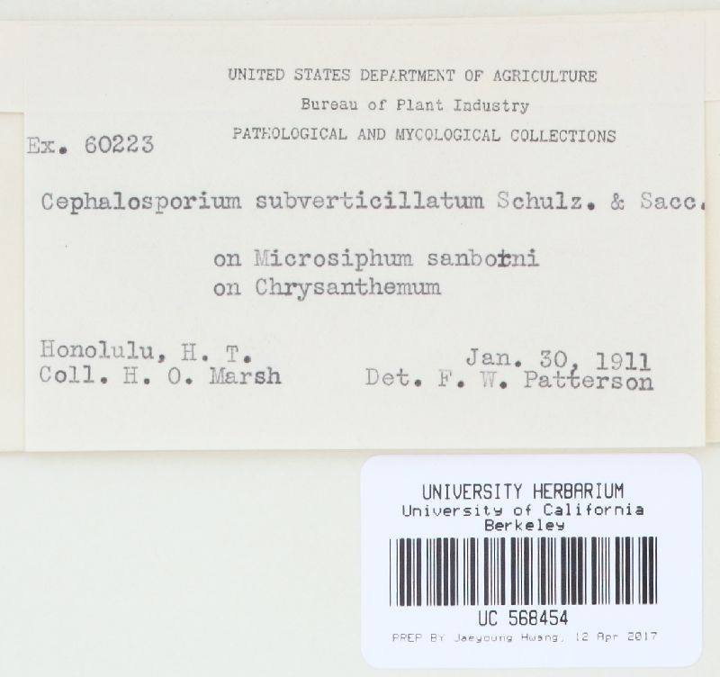 Cephalosporium subverticillatum image