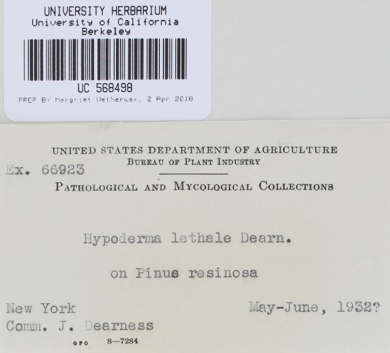 Ploioderma lethale image