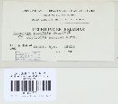Uromyces pisi-sativi image