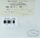 Coleosporium asterum image
