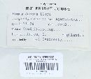 Phellinus conchatus image