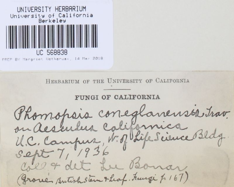 Diaporthe coneglanensis image
