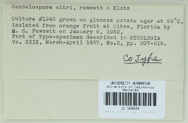 Calonectria citri image