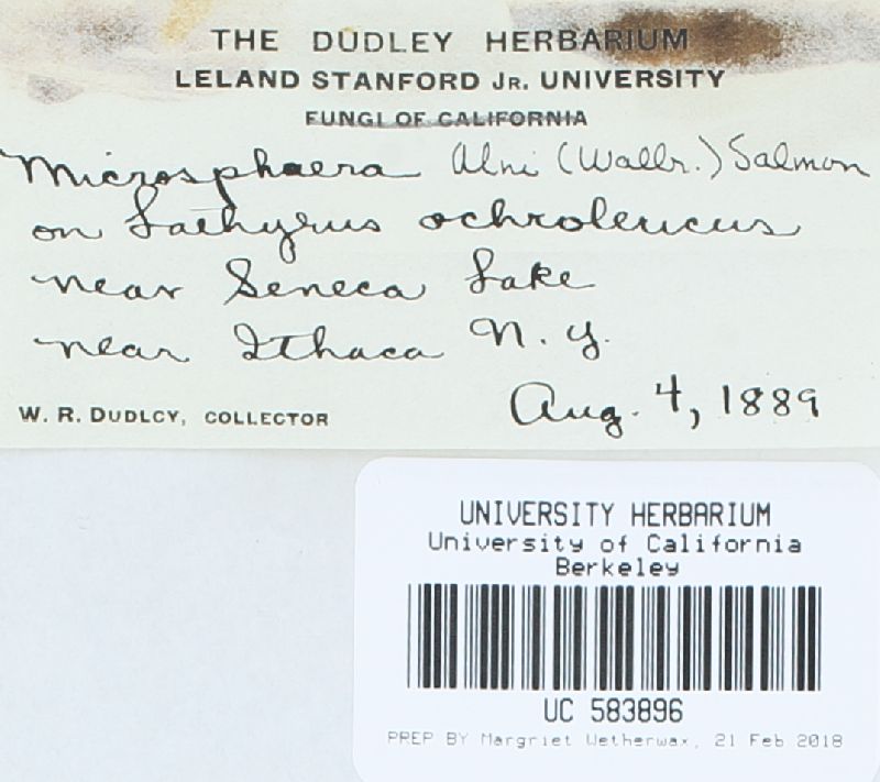 Microsphaera ludens var. lathyri image