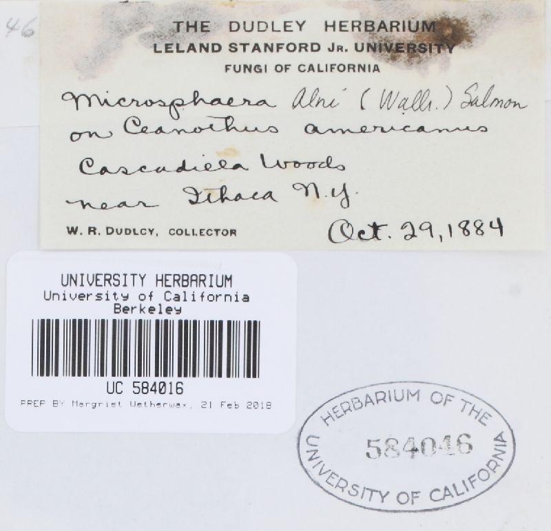 Microsphaera ceanothi image