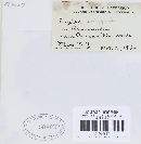 Erysiphe aquilegiae image