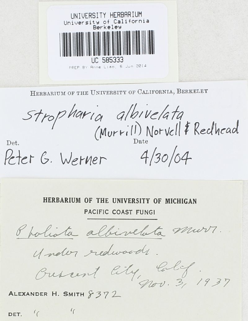 Stropharia albivelata image