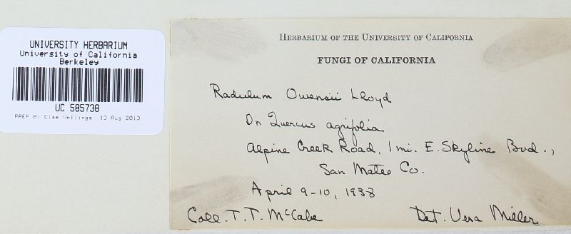 Radulum owensii image