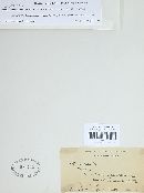 Entoloma sericeum image