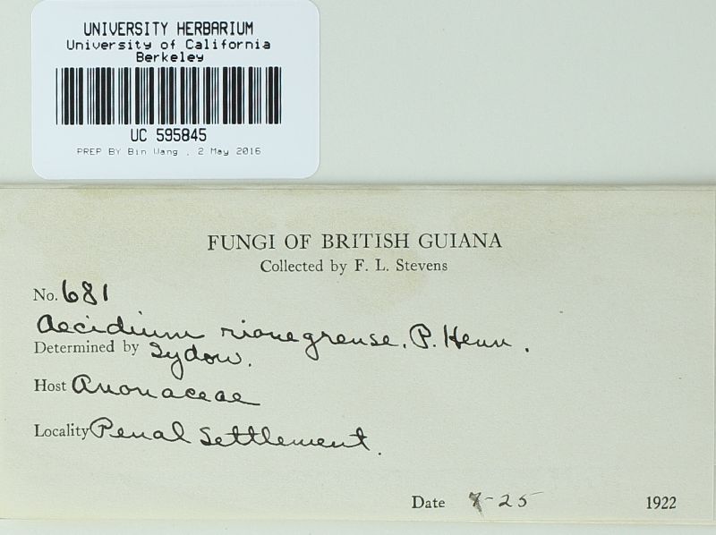 Aecidium rionegrense image