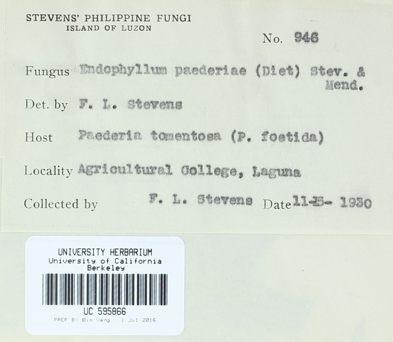 Endophyllum paederiae image